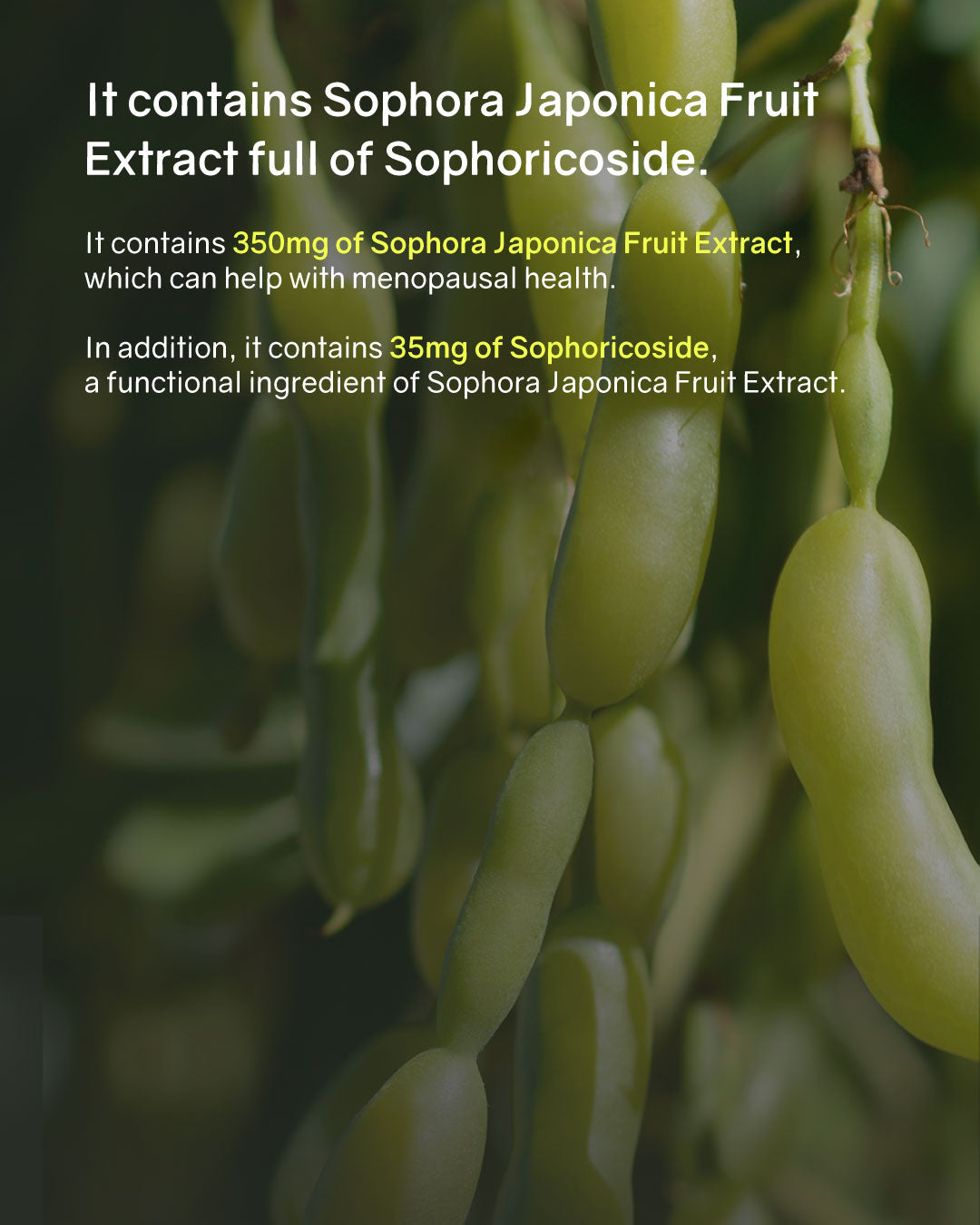 BNR Queen Probiotics for Menopausal Relief (Cold Chain)