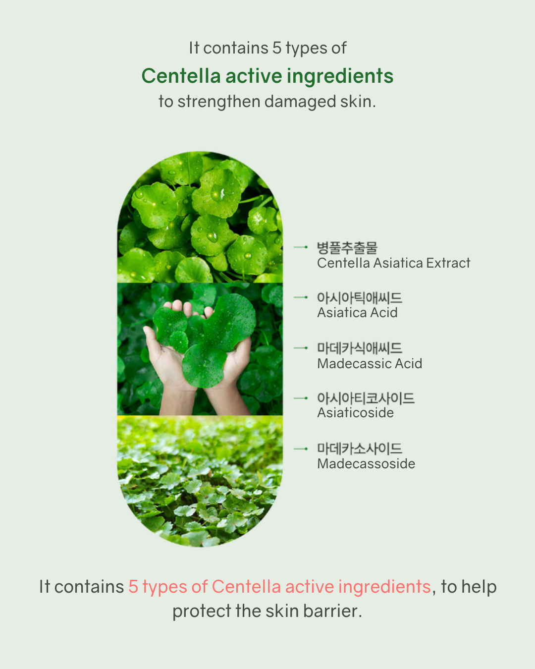 [PROMO] Bonabella Teatree Calming Moisturizer