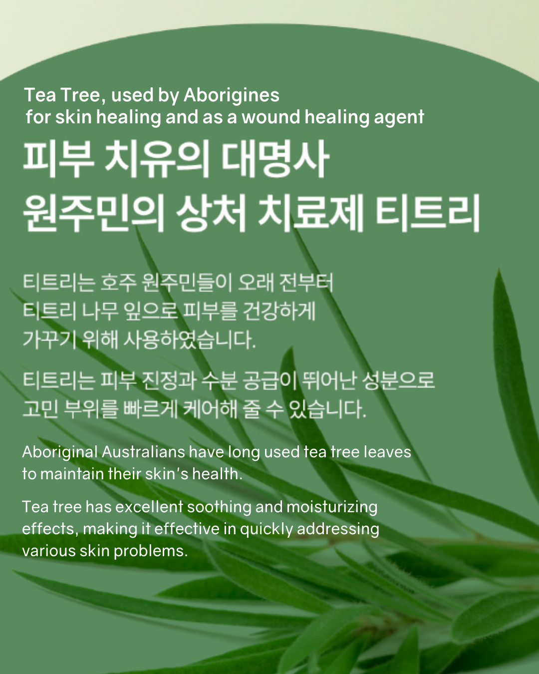 [PROMO] Bonabella Teatree Calming Moisturizer